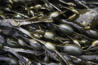 wet rockweed bladderwrack seaweed