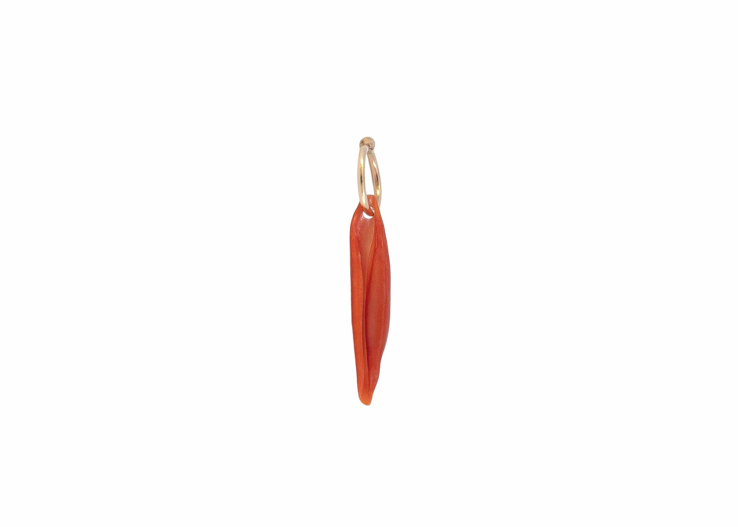 ovulid shell sea charm with solid14k gold hoop