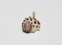 Drupe Shell Charm w/Diamonds