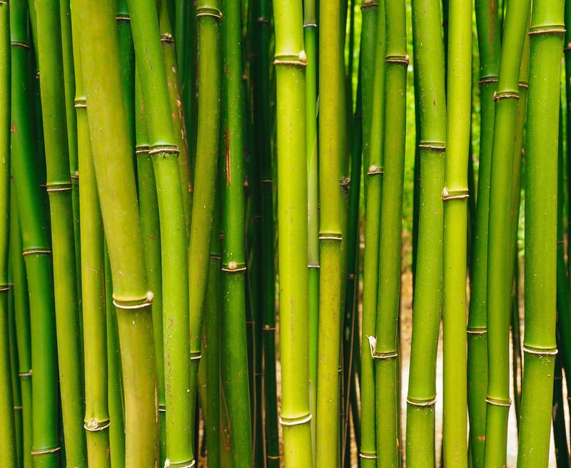 green bamboo forest