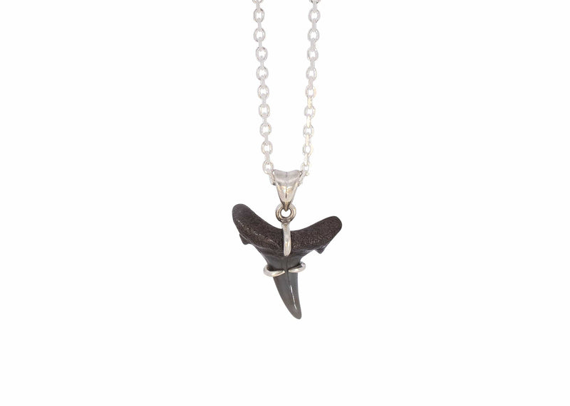 sterling silver claw set fossilized shark tooth necklace