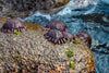 purple helmet sea urchins on lava rock