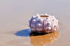 purple bumpy sea urchin shell on wet sand