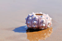 purple bumpy sea urchin shell on wet sand