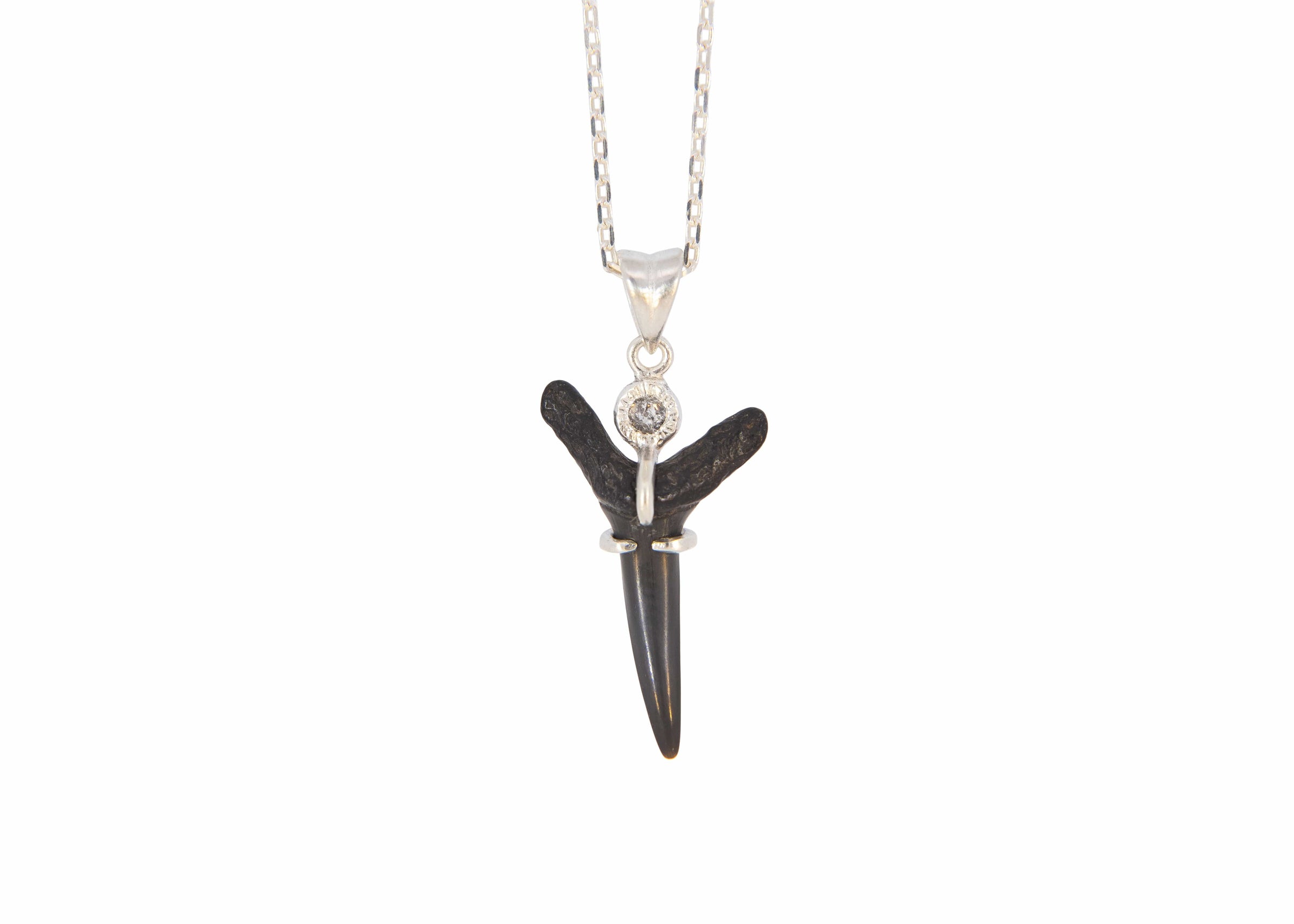 Fossilized Shark Tooth Necklace