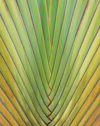 traveler's palm tree pattern