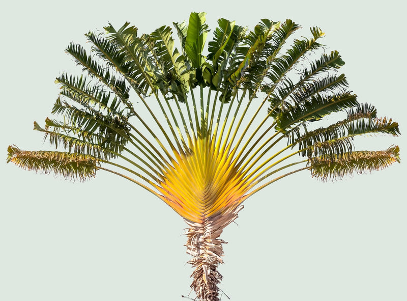 traveler's palm tree ravenala madagascariensis