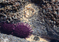 gold rockweed seaweed ring on rock near purple sea urchins