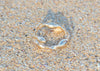 gold rockweed seaweed ring in sand