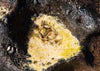 gold rockweed seaweed rings in lava rock tidepool