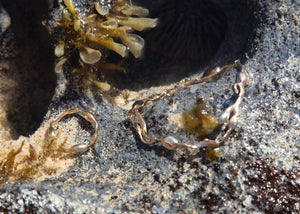 gold rockweed seaweed jewelry in lava rock tidepool