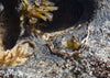 gold rockweed seaweed jewelry on rocks