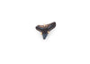 prong set 14k gold shark tooth earring