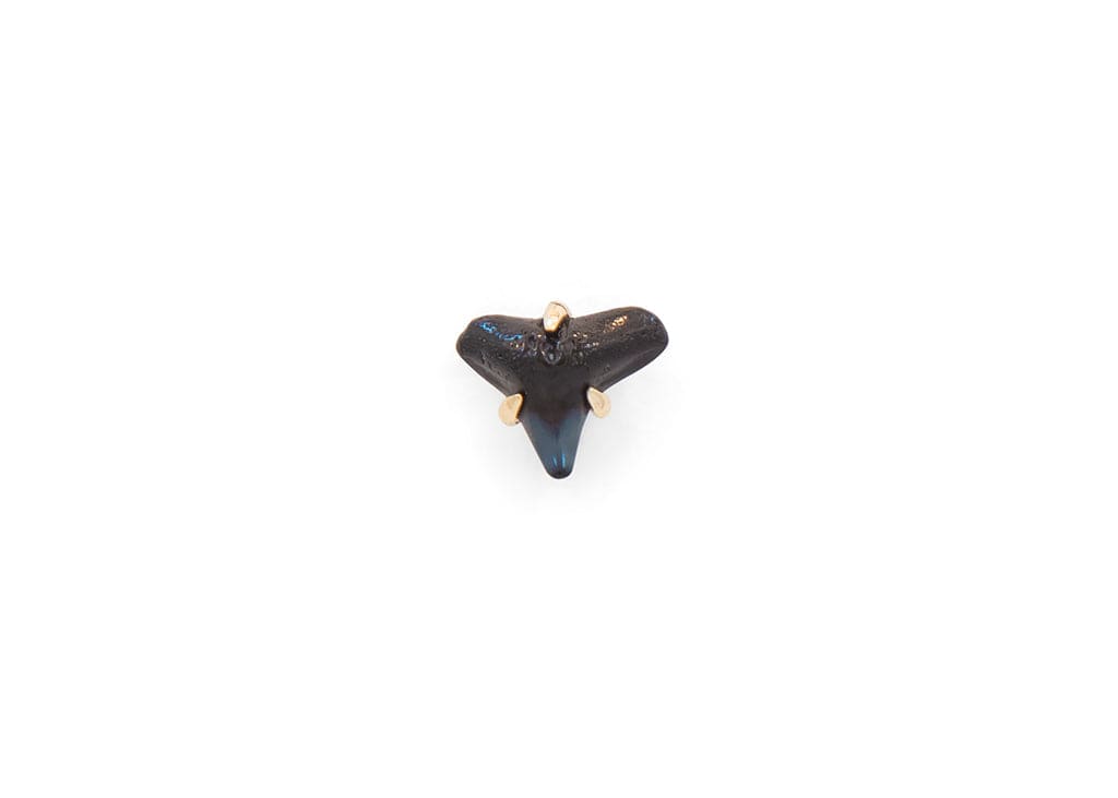 Fossilized Shark Tooth Stud Earrings 14k Gold Salty Girl