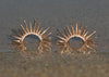 Large Urchin Luxe Earrings