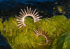 Large Urchin Luxe Earrings