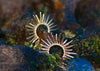 spiky gold urchin earrings with pave set diamonds on rocks with algae